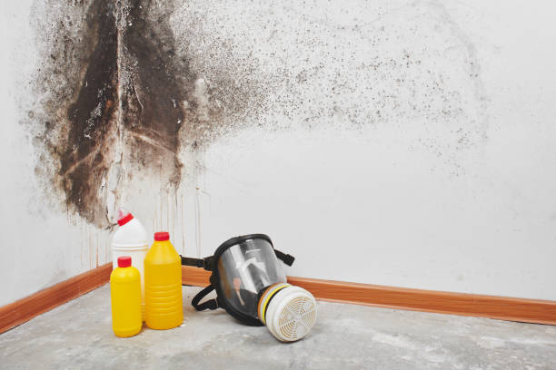 Best Attic Mold Removal  in Brewster Heights, NY