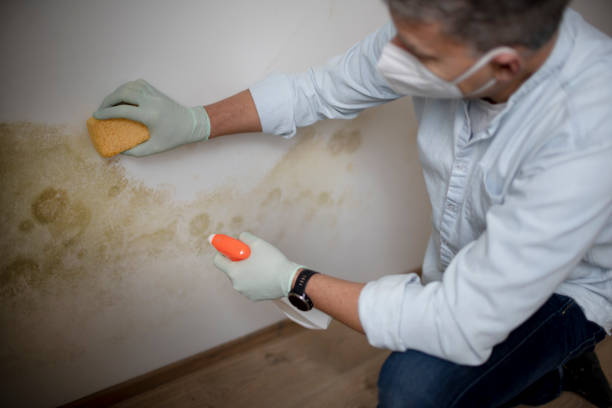 Best Professional Mold Removal  in Brewster Heights, NY