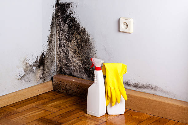 Attic Mold Removal in Brewster Heights, NY