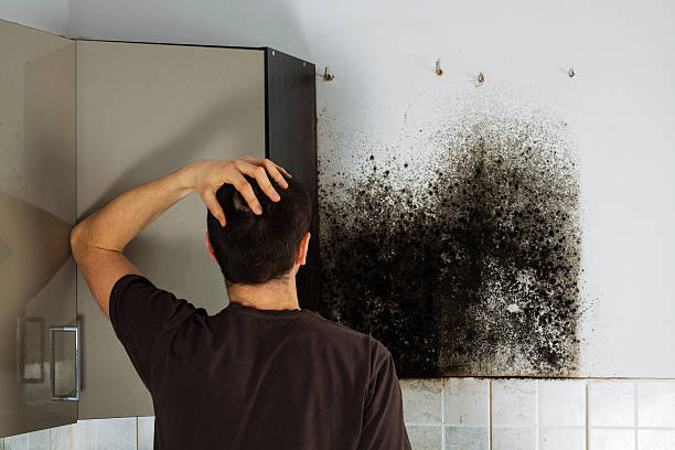 Best Commercial Mold Removal  in Brewster Heights, NY